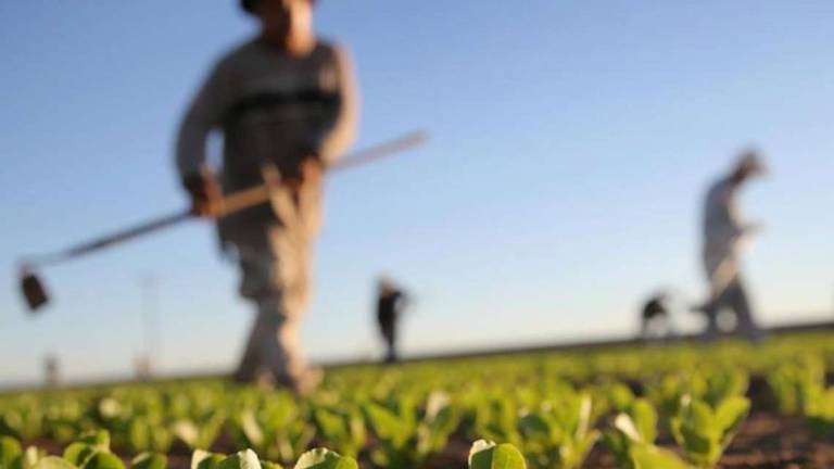 Agroalimentare, la Cgil: lavoratori penalizzati nel Ravennate Agroalimentare, la Cgil: lavoratori penalizzati nel Ravennate
