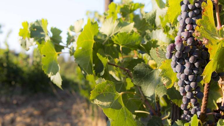Vendemmia 2021 buona, la sfida ora è sui mercati Vendemmia 2021 buona, la sfida ora è sui mercati