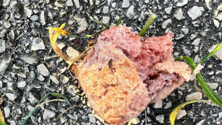 Allarme cani, polpette avvelenate trovate a Rimini Allarme cani, polpette avvelenate trovate a Rimini