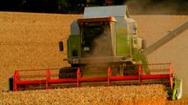 Continua la corsa dei prezzi: a Ravenna farina aumentata del 16% Continua la corsa dei prezzi: a Ravenna farina aumentata del 16%