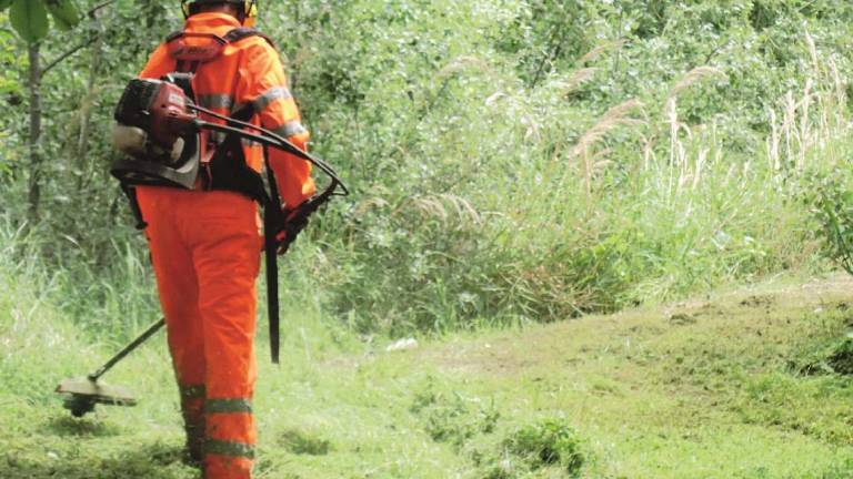 Cesena, 110mila euro ogni mese per la cura del verde: appaltone Cesena, 110mila euro ogni mese per la cura del verde: appaltone