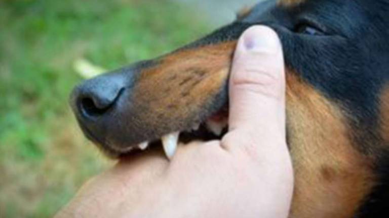 Cesena: in tre aggrediti da cani tra cui un bambino Cesena: in tre aggrediti da cani tra cui un bambino