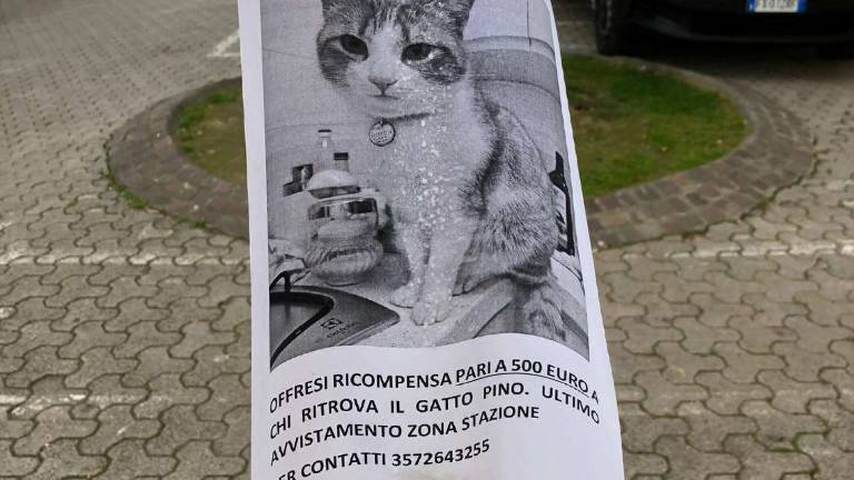 Cesena, 500 euro a chi ritrova il mio gatto Cesena, 500 euro a chi ritrova il mio gatto