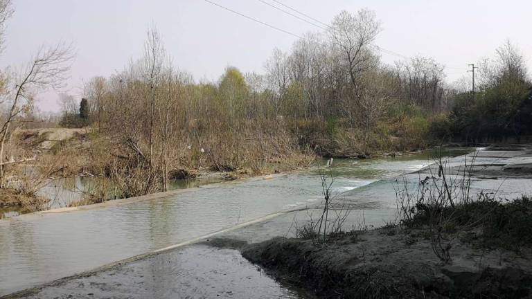 Imola, 230mila euro per piantare 4mila alberi nei boschi urbani Imola, 230mila euro per piantare 4mila alberi nei boschi urbani