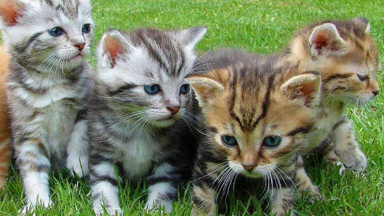 La cura dei gattini richiede esperienza La cura dei gattini richiede esperienza