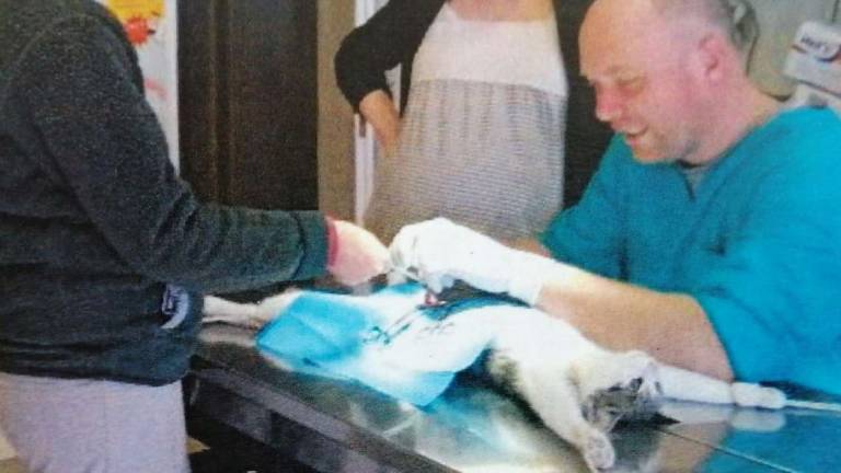 Cani morti a Ravenna, chiesto il rinvio a giudizio del veterinario e della direttrice del carcere Cani morti a Ravenna, chiesto il rinvio a giudizio del veterinario e della direttrice del carcere