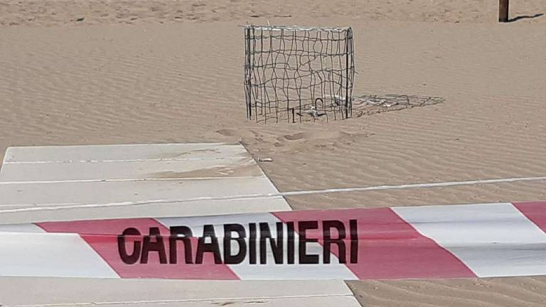 Torna a nidificare il fratino nero: nella Regione ci sono 40 coppie Torna a nidificare il fratino nero: nella Regione ci sono 40 coppie