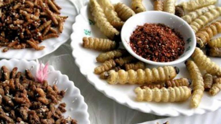 Gli insetti a tavola: primo ok. Saranno il nuovo cibo sostenibile Gli insetti a tavola: primo ok. Saranno il nuovo cibo sostenibile