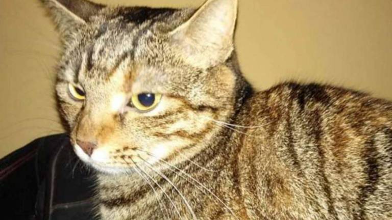 Birba deve trovare una nuova casa subito Birba deve trovare una nuova casa subito