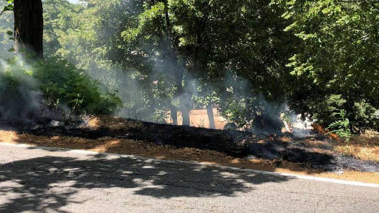 Longiano, a fuoco mille metri di macchia mediterranea Longiano, a fuoco mille metri di macchia mediterranea