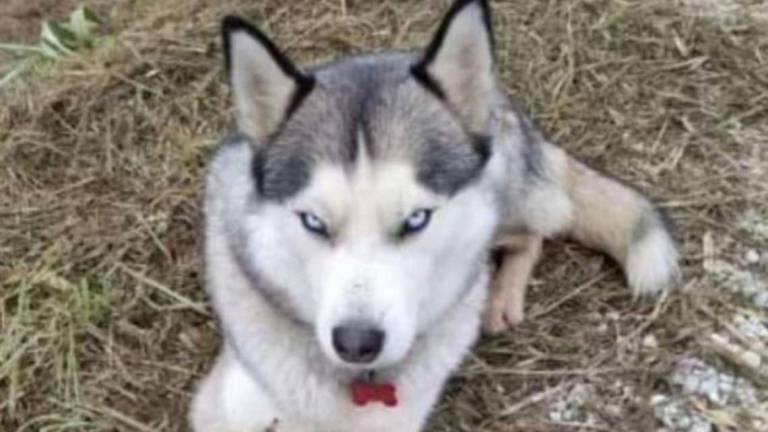 Forlì. Cane husky ucciso a colpi di fucile Forlì. Cane husky ucciso a colpi di fucile