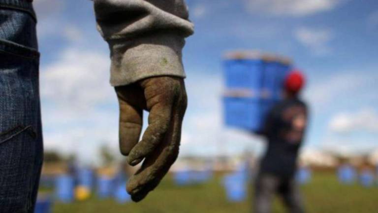 Cesena, «Niente punizioni ma se eri ammalato non percepivi nulla»: lo sfruttamento dei lavoratori in campagna Cesena, «Niente punizioni ma se eri ammalato non percepivi nulla»: lo sfruttamento dei lavoratori in campagna