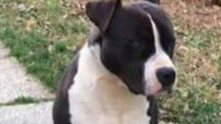 Amstaff dolce e intelligente Amstaff dolce e intelligente