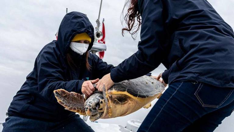 Fondazione Cetacea: 11 tartarughe recuperate in 7 giorni Fondazione Cetacea: 11 tartarughe recuperate in 7 giorni