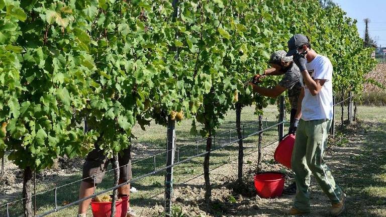 Siccità, calo del 30% nella vendemmia nelle colline forlivesi Siccità, calo del 30% nella vendemmia nelle colline forlivesi