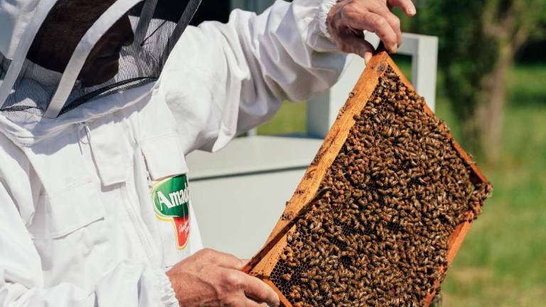 Trecentomila api adottate per tutelare la biodiversità Trecentomila api adottate per tutelare la biodiversità