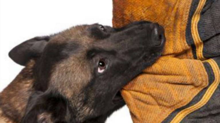 Sarsina: azzannata dal cane dell'amica finisce all'ospedale Sarsina: azzannata dal cane dell'amica finisce all'ospedale