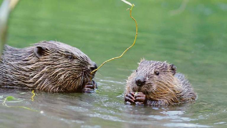 Il ritorno del castoro nelle nostre valli dopo più di 500 anni Il ritorno del castoro nelle nostre valli dopo più di 500 anni