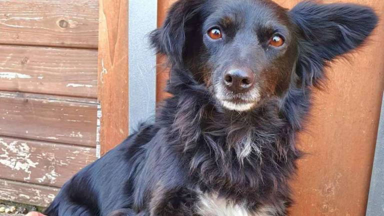 Tre cani meravigliosi Tre cani meravigliosi
