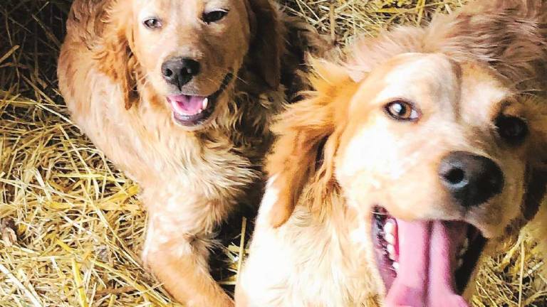 Dolcissimi cagnolini Dolcissimi cagnolini
