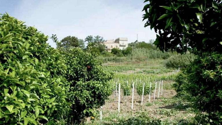 Vino calabrese, un'arte antica Capoano racconta i vini di Cirò Vino calabrese, un'arte antica Capoano racconta i vini di Cirò