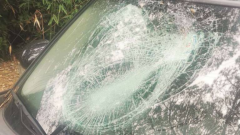 Cesena, lepri contro un'auto: Sono viva per miracolo Cesena, lepri contro un'auto: Sono viva per miracolo