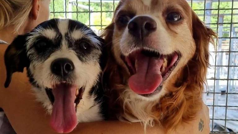 Ringo ed Elisa gli inseparabili Ringo ed Elisa gli inseparabili