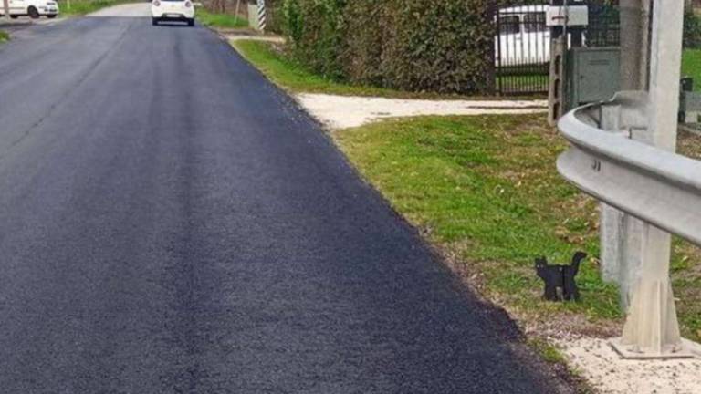 Ravenna, finto gatto nero a Villa Inferno per rallentare le auto Ravenna, finto gatto nero a Villa Inferno per rallentare le auto