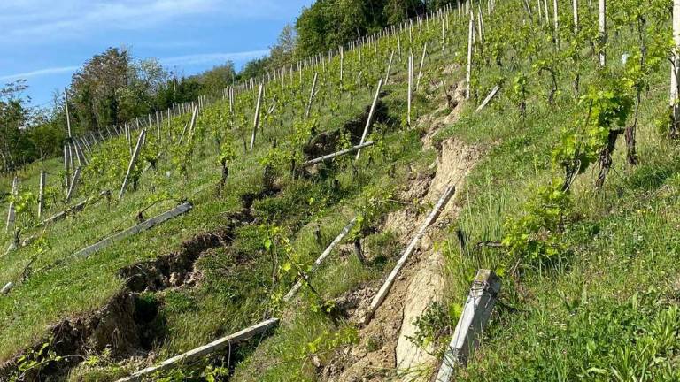 Quei preziosi vigneti di Modigliana mangiati dalle frane Quei preziosi vigneti di Modigliana mangiati dalle frane
