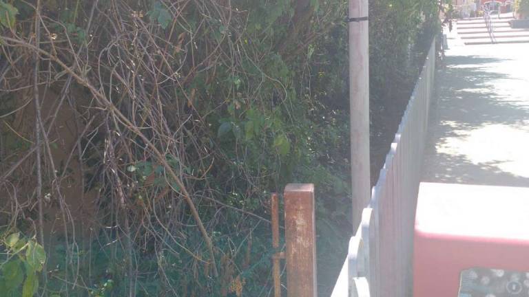 Cesena, allarme topi ai giardini di Serravalle VIDEO Cesena, allarme topi ai giardini di Serravalle VIDEO