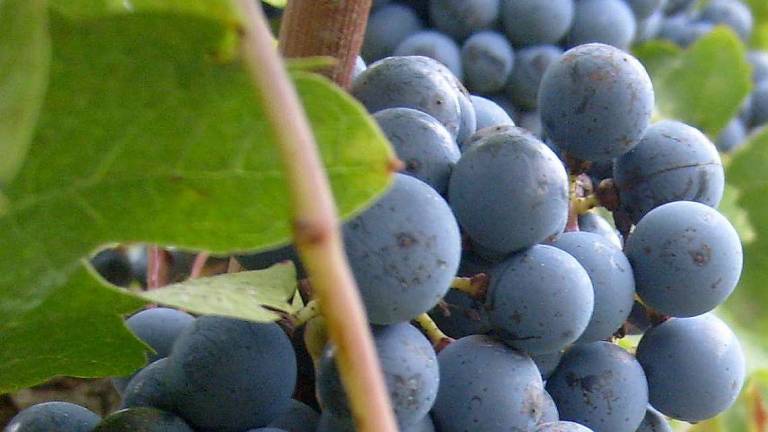 Oltre 13 milioni di euro per i vigneti in regione Oltre 13 milioni di euro per i vigneti in regione