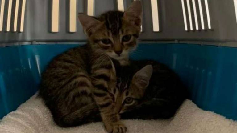 Massa, sentono miagolare nell'erba. Salvati due gattini abbandonati Massa, sentono miagolare nell'erba. Salvati due gattini abbandonati
