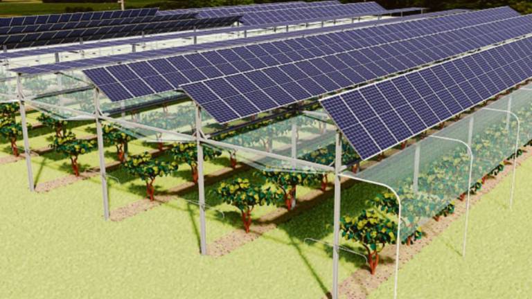 Elettricità da pannelli solari sopra le coltivazioni di frutta Elettricità da pannelli solari sopra le coltivazioni di frutta
