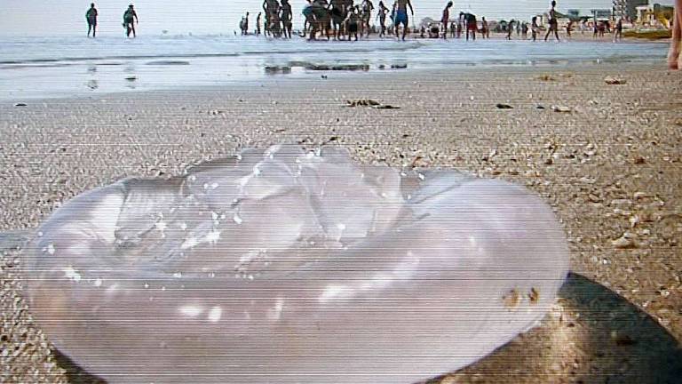 L’uomo chiede aiuto alle meduse per diventare più sostenibile L’uomo chiede aiuto alle meduse per diventare più sostenibile