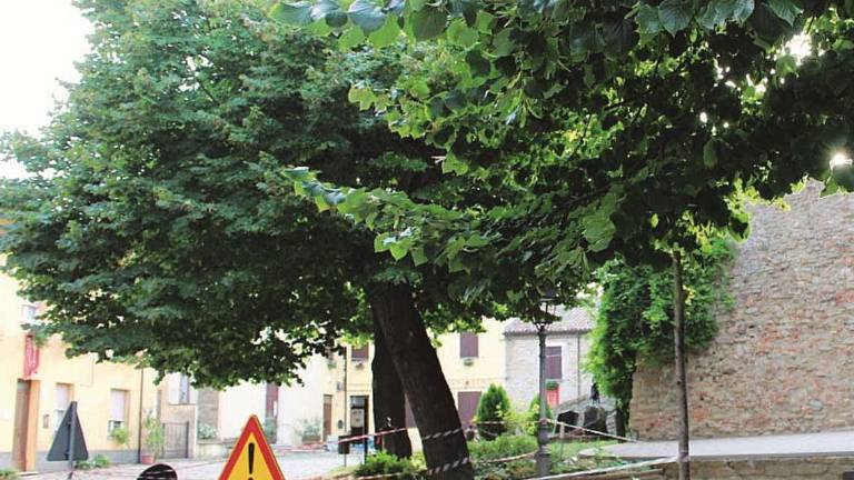 Monteleone, la disfida del tiglio. Salviamolo. No, meglio un parcheggio Monteleone, la disfida del tiglio. Salviamolo. No, meglio un parcheggio