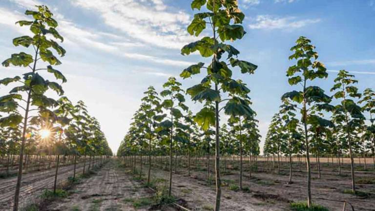 La Paulownia migliora la qualità dell’aria La Paulownia migliora la qualità dell’aria