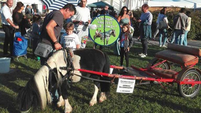 Santarcangelo, riecco gli animali alla Fiera di San Michele: il programma Santarcangelo, riecco gli animali alla Fiera di San Michele: il programma