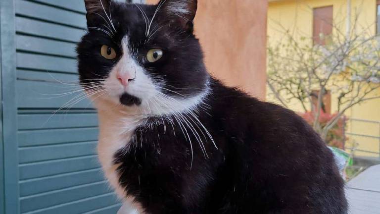 Il gatto bianco e nero Il gatto bianco e nero