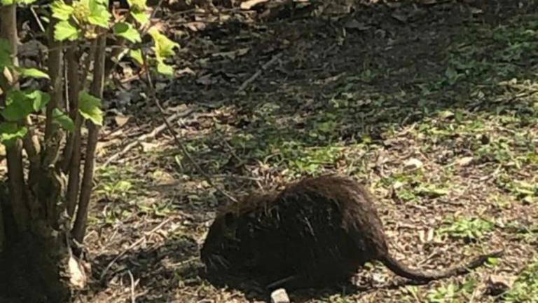 Ravenna, nutrie uccise al parco con armi da fuoco, la denuncia degli ambientalisti Ravenna, nutrie uccise al parco con armi da fuoco, la denuncia degli ambientalisti