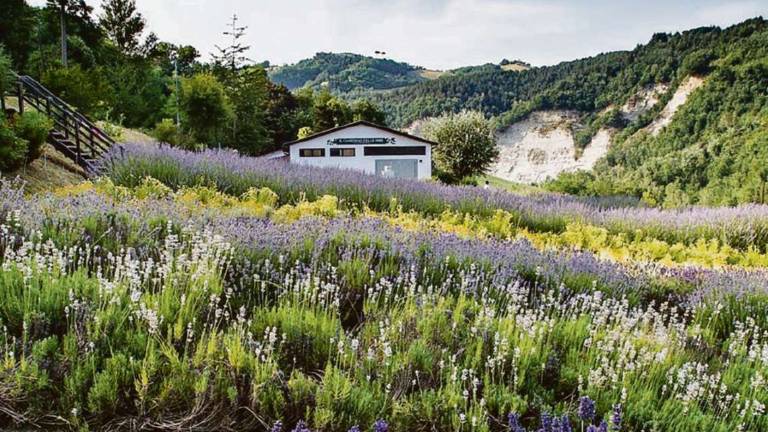 Un’oasi di pace e tranquillità, piante aromatiche e medicinali Un’oasi di pace e tranquillità, piante aromatiche e medicinali
