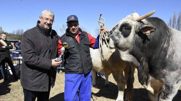 Morciano, torna la Fiera di San Gregorio Morciano, torna la Fiera di San Gregorio