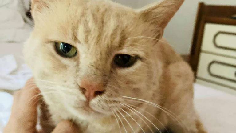 Due gatti e un cane davvero sfortunati Due gatti e un cane davvero sfortunati