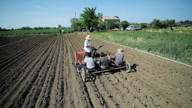 Sono in pensione, ma lavoro: il 16% sceglie l'agricoltura Sono in pensione, ma lavoro: il 16% sceglie l'agricoltura
