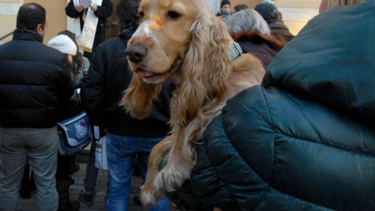 Imola, oggi la benedizione degli animali a Valverde Imola, oggi la benedizione degli animali a Valverde