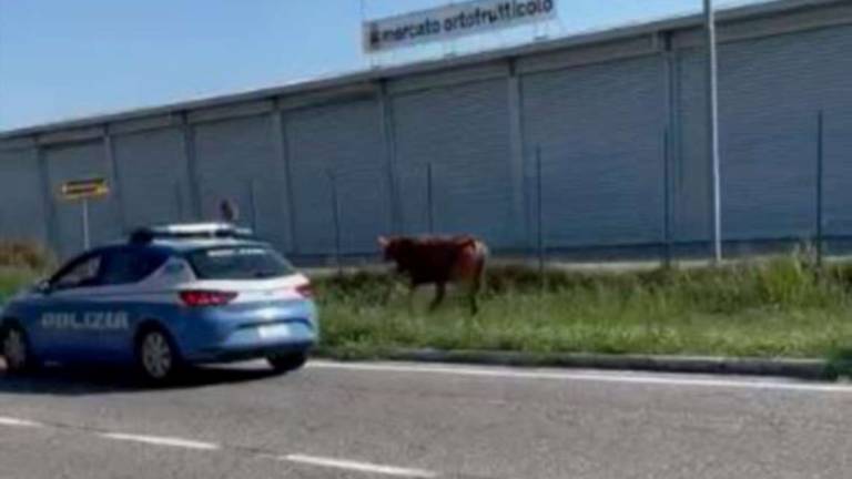 Cesena, la lunga fuga per strada del vitellone VIDEO Cesena, la lunga fuga per strada del vitellone VIDEO