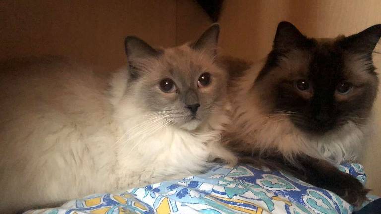 Celeste e Merlino sono rimasti soli Celeste e Merlino sono rimasti soli