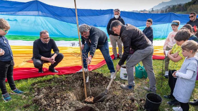 La pace è rinnovabile: ecco gli alberi “per il dialogo” La pace è rinnovabile: ecco gli alberi “per il dialogo”