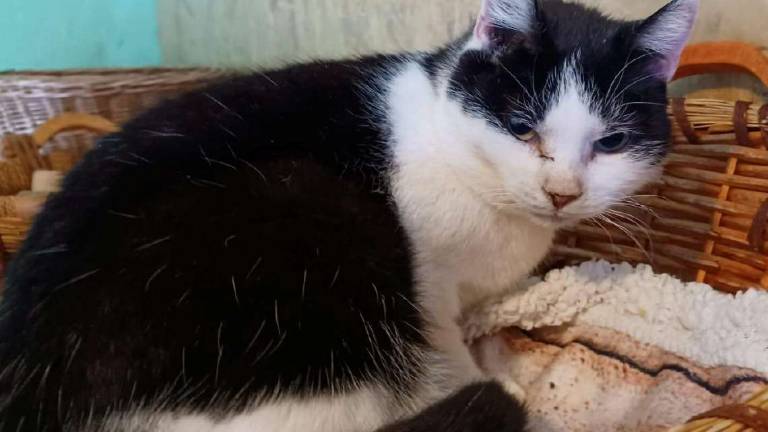 Due gatti meravigliosi ed una cagnolina Due gatti meravigliosi ed una cagnolina