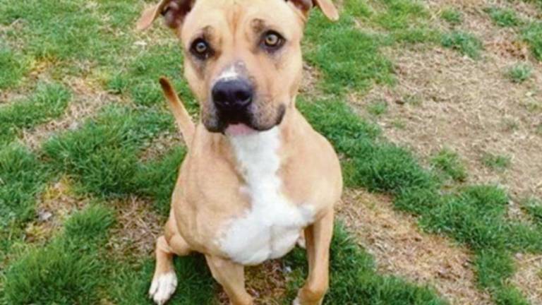 Ravenna, cane preso a calci per paura: il vicino va a processo Ravenna, cane preso a calci per paura: il vicino va a processo