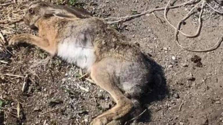 A Borghi lepre ferita buttata viva in un cassonetto A Borghi lepre ferita buttata viva in un cassonetto